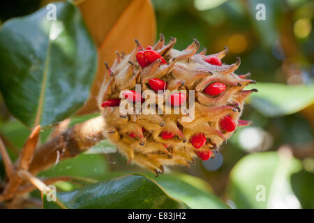 Reife Magnolie Frucht und Samen (Magnolia Grandiflora) - Virginia USA Stockfoto