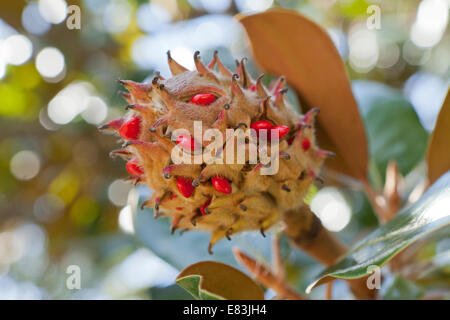 Reife Magnolie Frucht und Samen (Magnolia Grandiflora) - Virginia USA Stockfoto