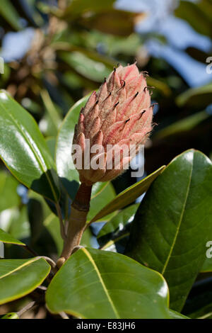 Reife Magnolie (Magnolia Grandiflora) - Obst Virginia USA Stockfoto