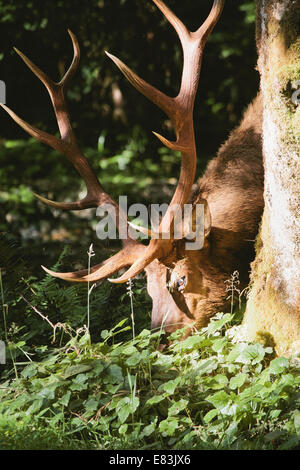 Elch im Prairie Creek Redwoods State park Stockfoto