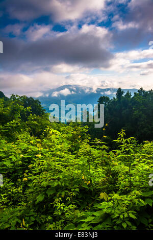 Morgendliche Aussicht aus der Blue Ridge Parkway, North Carolina. Stockfoto