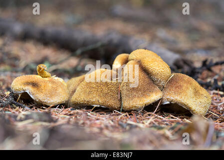 Pilze wachsen auf der Wald Boden, Wallowa Mountains, Oregon. Stockfoto