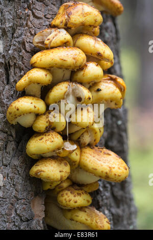 Pholiota Aurivella Pilze wachsen am Stamm eines Toten Baumes in Oregon Wallowa Mountains. Stockfoto