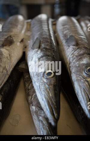 Frischer Fisch zum Verkauf an Fischmarkt Deira, Dubai, Vereinigte Arabische Emirate. Stockfoto