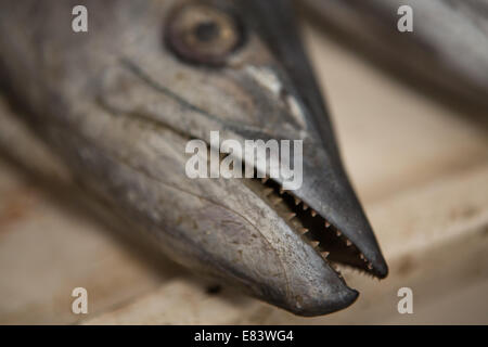 Frischer Fisch zum Verkauf an Fischmarkt Deira, Dubai, Vereinigte Arabische Emirate. Stockfoto