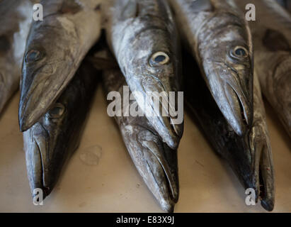 Frischer Fisch zum Verkauf an Fischmarkt Deira, Dubai, Vereinigte Arabische Emirate. Stockfoto