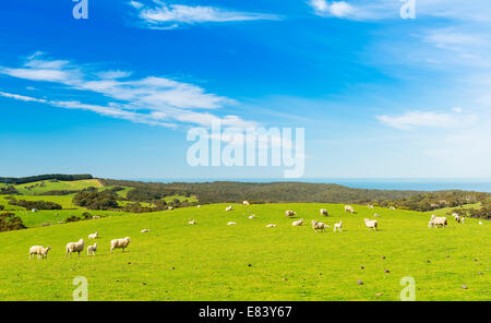 Schafe und Lämmer auf dem Gebiet im Frühjahr unter strahlend blauem Himmel Stockfoto