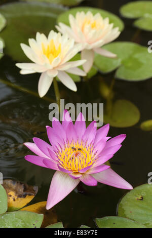 Rosa und weißen Lotus oder Seerose auf dem Teich Stockfoto