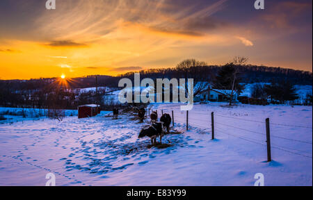 Sonnenuntergang über Kühe in einem verschneiten Hof-Feld im Carroll County, Maryland. Stockfoto