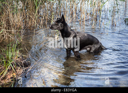 Große schwarze Wildhund ausgehend vom See. Stockfoto