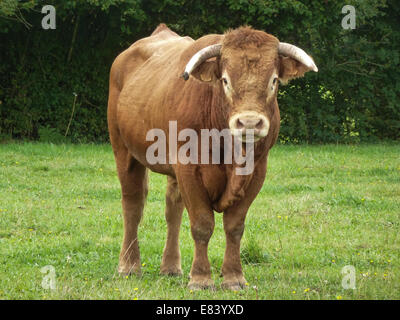 Limousin Kühe in Frankreich Stockfoto