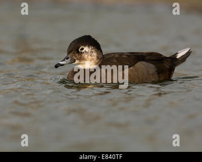 Eisente oder Oldsquaw (Clangula Hyemalis), Texel, Nordholland, Niederlande Stockfoto