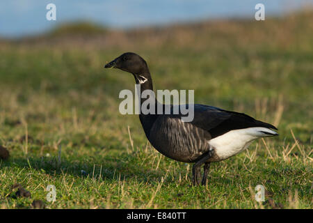 Brant oder Brent Goose (Branta Bernicla), Texel, Nordholland, Niederlande Stockfoto