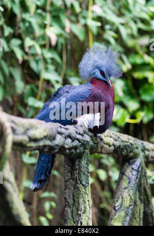 Südlichen gekrönte Taube (Goura Scheepmakeri), ursprünglich aus Neu-Guinea, gefangen Stockfoto