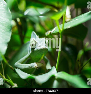 Verschleierte Chamäleon (Chamaeleo Calyptratus), Gefangenschaft, ursprünglich aus Jemen Stockfoto