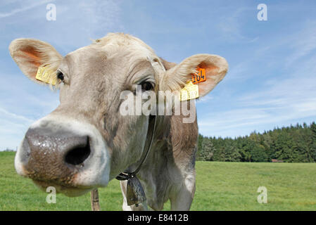 Allgäu-Kuh auf einer Weide, Mindelheim, Bayern, Deutschland Stockfoto