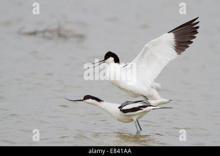 Paarung von zwei Pied Säbelschnäbler (Recurvirostra Avosetta), Texel, Niederlande Stockfoto