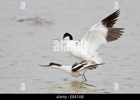 Paarung von zwei Pied Säbelschnäbler (Recurvirostra Avosetta), Texel, Niederlande Stockfoto