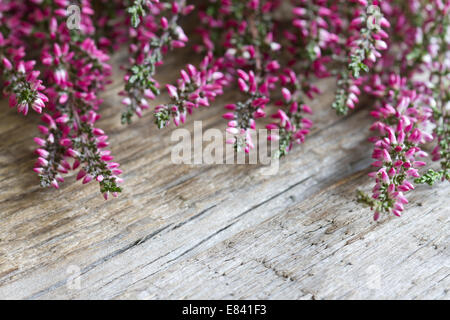 Heather auf Holzbrettern abstrakten floralen Hintergrund Konzept Stockfoto