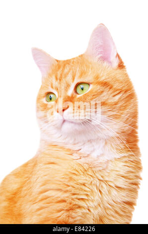 Schöne rote Erwachsene Katze Stockfoto
