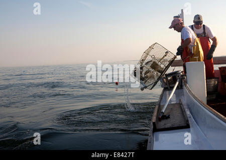 Krabben Sie-Fischer, Chesapekae Bay, Maryland, USA Stockfoto