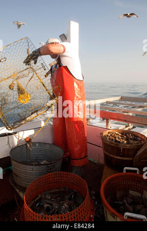 Krabben Sie-Fischer, Chesapekae Bay, Maryland, USA Stockfoto