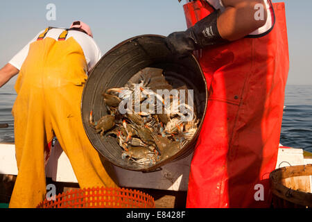 Fischer entladen Krabben aus zinnbad an Bord der Yacht, beschnitten, Chesapeake Bay, Maryland, USA Stockfoto