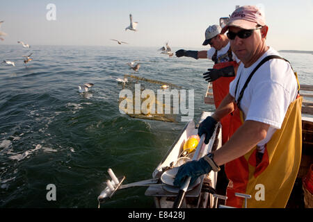 Fischer warf Krabben fangen von Fischen Boot, Chesapeake Bay, Maryland, USA Stockfoto