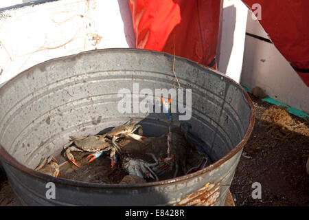 Krabben Sie-Fischer, Chesapekae Bay, Maryland, USA Stockfoto