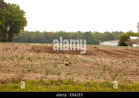 Huhn Farmen Ostufer Maryland usa Stockfoto