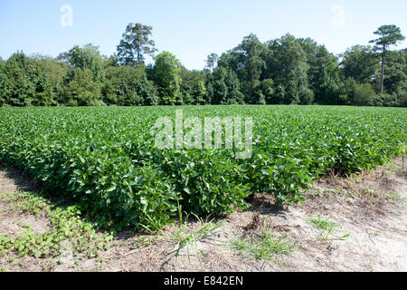 Huhn Farmen Ostufer Maryland usa Stockfoto