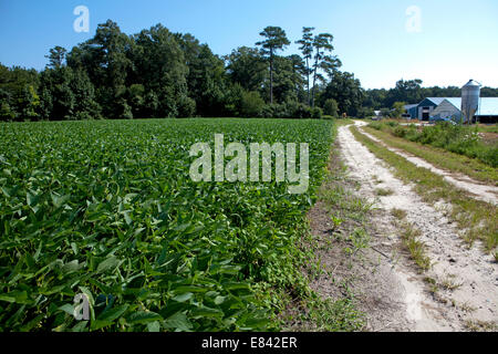 Huhn Farmen Ostufer Maryland usa Stockfoto