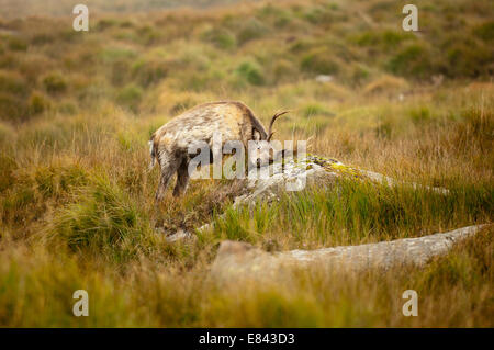 Junger Hirsch kratzt sich und Geweih gegen einen bemoosten Felsen auf einem feuchten Hügel Stockfoto