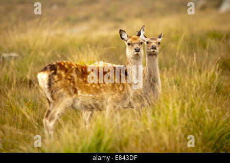 Mutter und Tochter weibliche Hirsche nebeneinander im Grünland Stockfoto