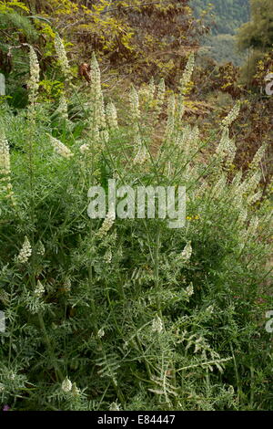 Weiße Mignonette, Reseda Alba, in Blüte. Griechenland. Stockfoto