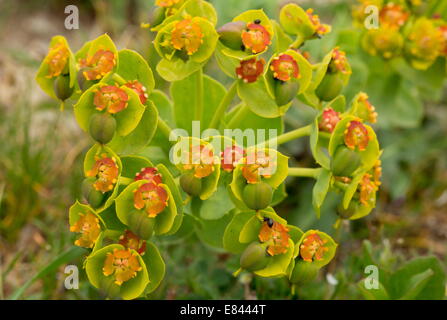 Myrte Wolfsmilch oder breitblättrigen glaucous Wolfsmilch, Euphorbia Myrsinites in Blüte; Pilion, Griechenland Stockfoto