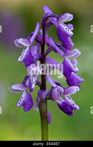 Lange-angespornt Orchidee Orchis Longicornu = Anacamptis Morio SSP. Longicornu; Sardinien, Italien. Stockfoto