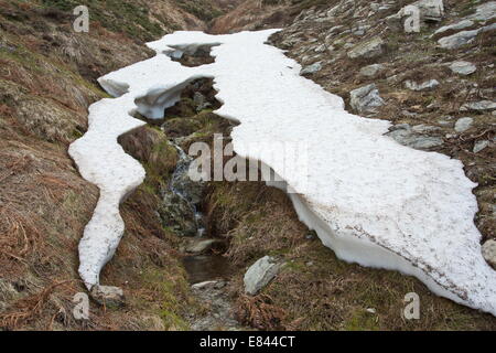 Schmelzende Schnee Patch mit wilde Krokusse, Crocus ZIP in großer Höhe im Gennargentu-Gebirge von Sardinien, Italien. Stockfoto