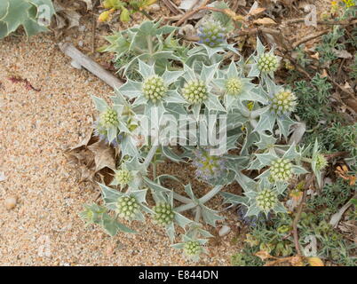 Meer Holly, Eryngium Maritimum am Sandstrand. Stockfoto