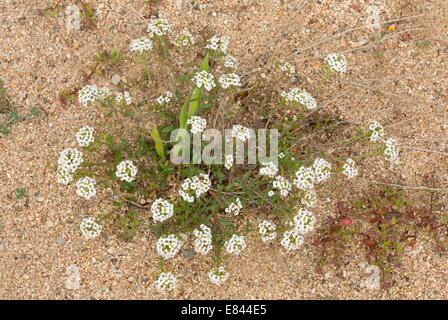 Sweet Alison, Lobularia Maritima = Alyssum Maritimum am Sandstrand; Sardinien, Italien. Stockfoto