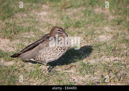 Weibliche australische Holz (Maned) Ente auf eine Rasenfläche am Kiesstrand South Coast NSW Australien ruhen Stockfoto