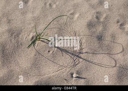 Die Muster der Natur wie der Wind bewegt Blätter im Sand auf Murramarang National Park South Coast Australien Stockfoto