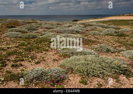 Frühlingsblumen und niedrige graue Matten von Helichrysum unsere Ssp Microphyllum, Cabo Mannu Landzunge, Sinis-Halbinsel, West Sardinien Stockfoto