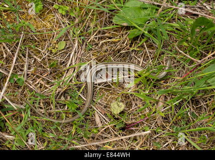 Italienische dreizehigen Skink, oder drei-toed Skink Chalcides Chalcides in Sardinien, Italien. Stockfoto