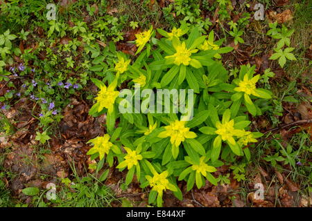 Irische Wolfsmilch, Euphorbia Hyberna in Blüte in den östlichen Pyrenäen, Frankreich. Stockfoto