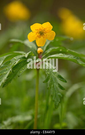 Gelbe Anemone, Anemone Ranunculoides blühen im zeitigen Frühjahr, Pyrenäen; Frankreich. Stockfoto