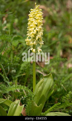 Blasse Orchidee Orchis Pallens blühen im zeitigen Frühjahr; Pyrenäen, Frankreich. Stockfoto