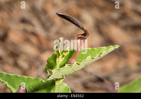 Ein Birthwort, Aristolochia Rotunda in Blüte; Feldgrenze, Südwest-Frankreich. Stockfoto