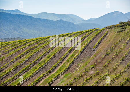 Hügelige Weinberge in St. Paul de Fenouillet, Corbieres Region, Südwest-Frankreich. Stockfoto