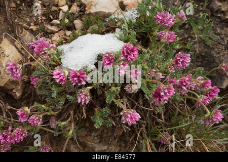 Berg Niere Wicke, Anthyllis Montana Flower von schmelzendem Schnee; Monte Sibillini, Italien. Stockfoto